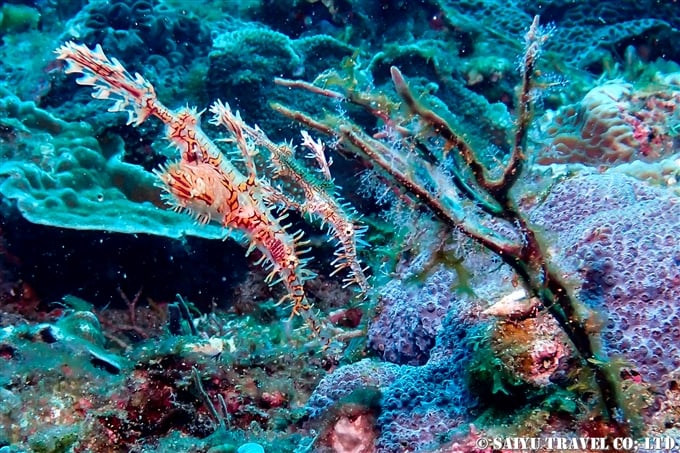 ニシキフウライウオ　Harlequin ghost pipefish 屋久島 (6)