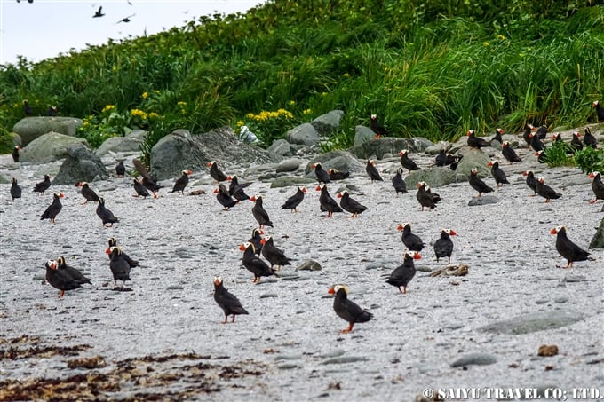 コマンドルスキー諸島　トポルコフ島　エトピリカ　Tufted Puffin Toporkov Island Commander Islands, Komandorski Islands(13)