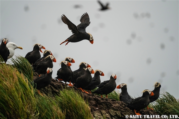 コマンドルスキー諸島　トポルコフ島　エトピリカ　Tufted Puffin Toporkov Island Commander Islands, Komandorski Islands(5)