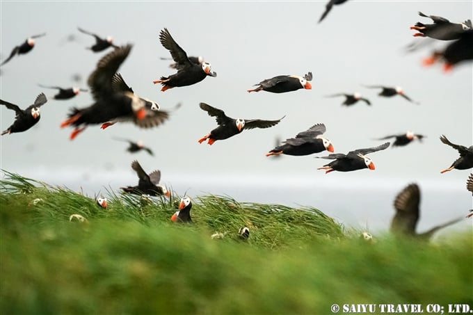 コマンドルスキー諸島　トポルコフ島　エトピリカ　Tufted Puffin Toporkov Island Commander Islands, Komandorski Islands(9)