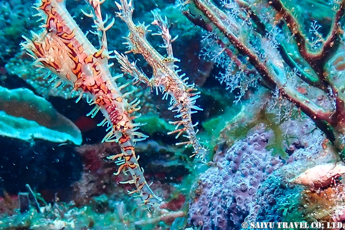 ニシキフウライウオ　Harlequin ghost pipefish 屋久島 (5)