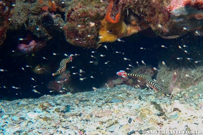 オイランヨウジ Banded pipefish 屋久島 (3)