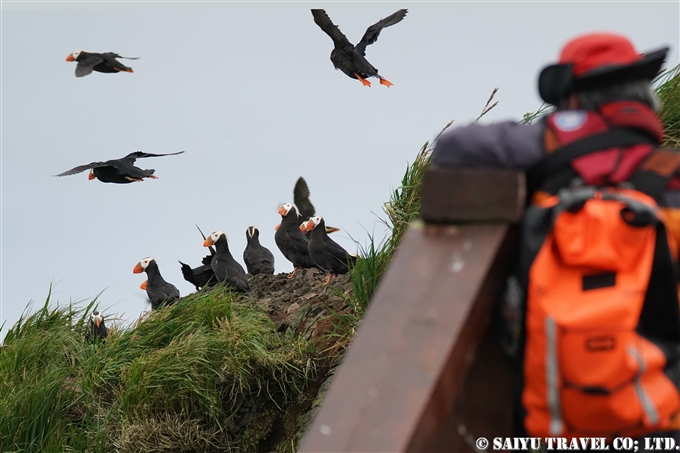 コマンドルスキー諸島　トポルコフ島　エトピリカ　Tufted Puffin Toporkov Island Commander Islands, Komandorski Islands(4)