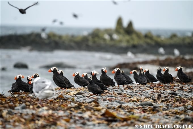 コマンドルスキー諸島　トポルコフ島　エトピリカ　Tufted Puffin Toporkov Island Commander Islands, Komandorski Islands(1)