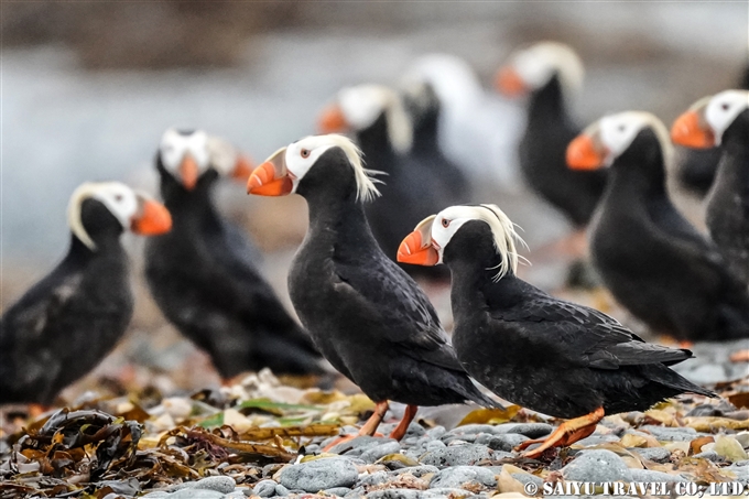 コマンドルスキー諸島　トポルコフ島　エトピリカ　Tufted Puffin Toporkov Island Commander Islands, Komandorski Islands(2)