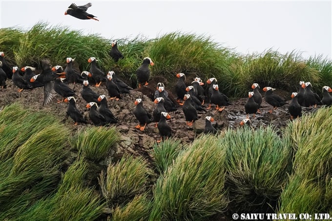 コマンドルスキー諸島　トポルコフ島　エトピリカ　Tufted Puffin Toporkov Island Commander Islands, Komandorski Islands(3)