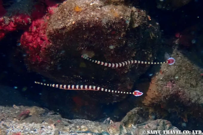 オイランヨウジ Banded pipefish 屋久島 (1)