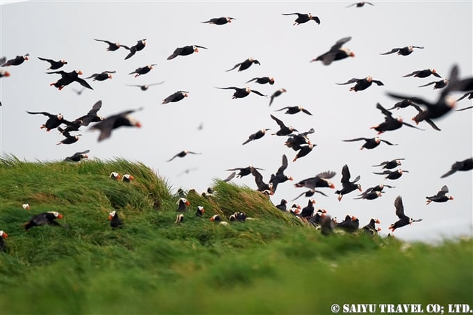 コマンドルスキー諸島　トポルコフ島　エトピリカ　Tufted Puffin Toporkov Island Commander Islands, Komandorski Islands(7)