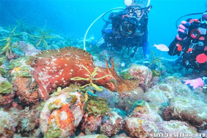 ゾウアメフラシ Aplysia gigantea 冠島　若狭湾　 (5)