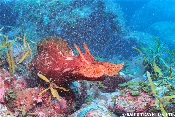 ゾウアメフラシ Aplysia gigantea 冠島　若狭湾　 (3)