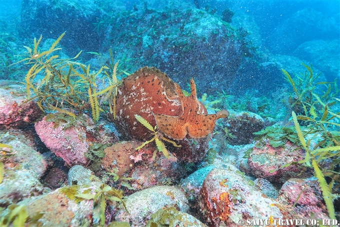 ゾウアメフラシ Aplysia gigantea 冠島　若狭湾　 (2)