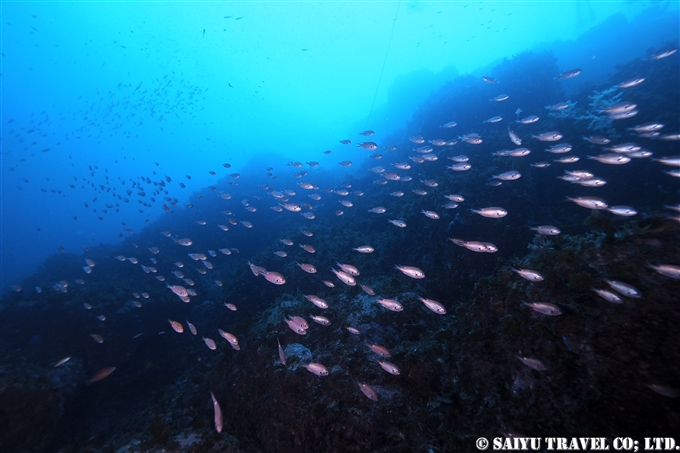 スズメダイ　冠島　若狭湾 Kanmuri-jima Kyoto (2)