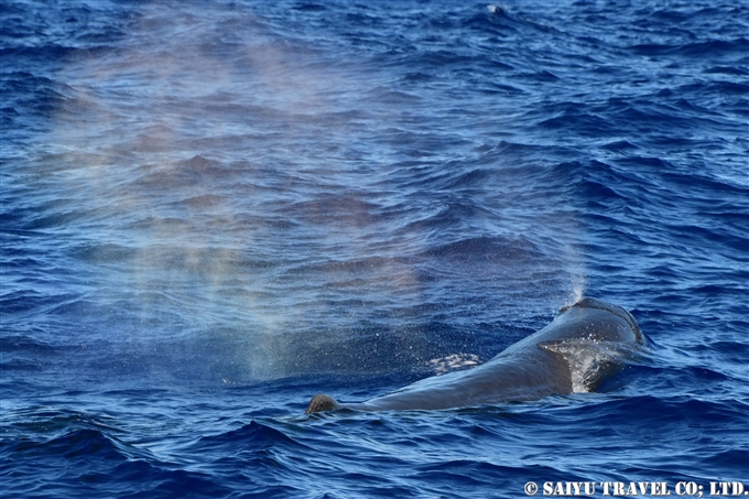小笠原　マッコウクジラ　鯨類と出会う旅　Ogasawara Sperm Whale (11)
