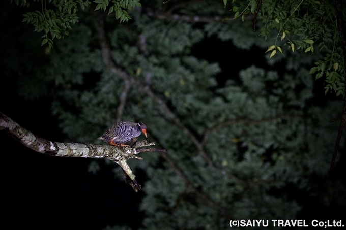 ヤンバルクイナ（学名： Hypotaenidia okinawae 、英名： Okinawa Rail ）