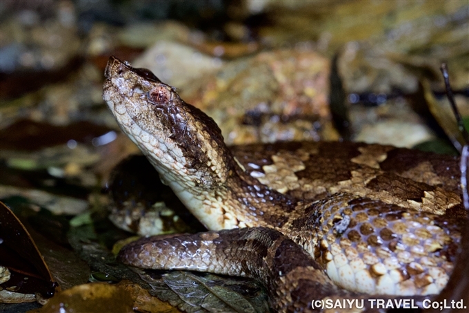 ヒメハブ（学名： Ovophis okinavensis 、英名： Dwarf lancehead v iper ）