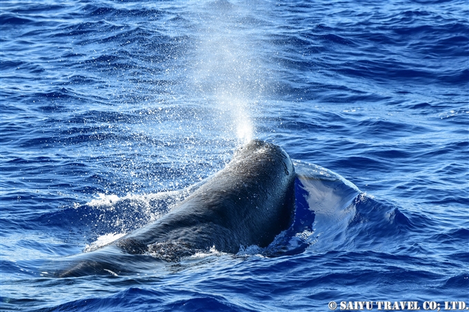 小笠原　マッコウクジラ　鯨類と出会う旅　Ogasawara Sperm Whale (3)