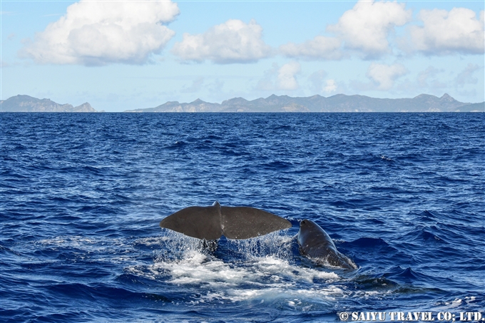 小笠原　マッコウクジラ　鯨類と出会う旅　Ogasawara Sperm Whale (1)