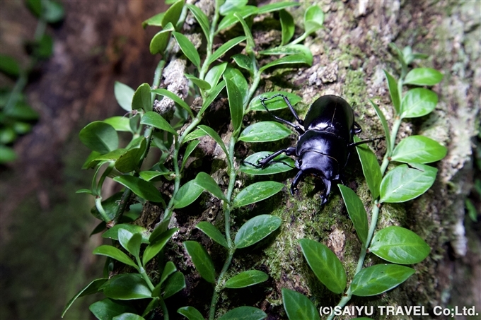 オキナワマルバネクワガタ（学名： Neolucanus okinawanus 、英名：不明）