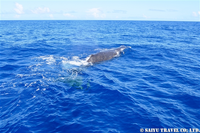 小笠原　マッコウクジラ (1)