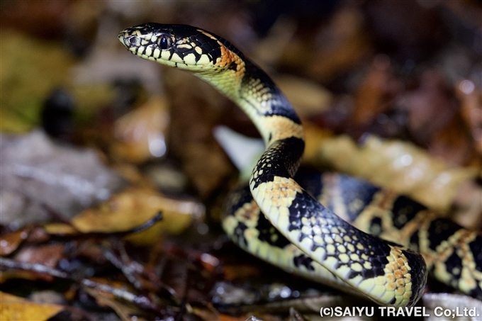 アカマタ（学名： Dinodon semicarinatum、 英名： Ryukyu odd tooth snake