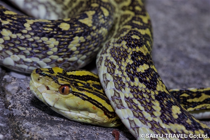 ホンハブ （学名 Trimeresurus flavoviridis 、 英名： Yellow spotted pit viper