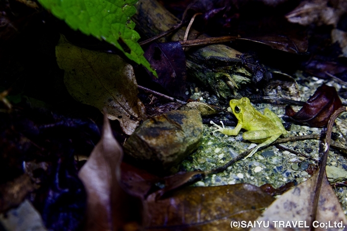 13,リュウキュウカジカガエル