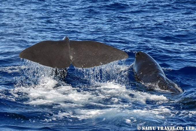小笠原　マッコウクジラ　鯨類と出会う旅　Ogasawara Sperm Whale (2)