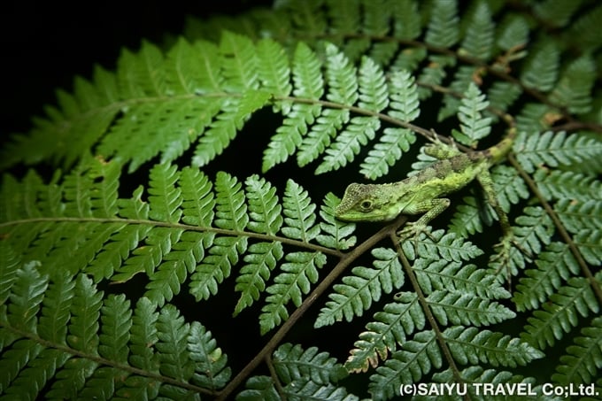 オキナワキノボリトカゲ（学名： Japalura polygonata polygonata、英名： Okinawa tree lizard ）