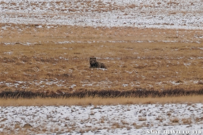 Himalayan Brown Bear Deosai National Park Pakistan ヒマラヤヒグマ　デオサイ国立公園 (7)