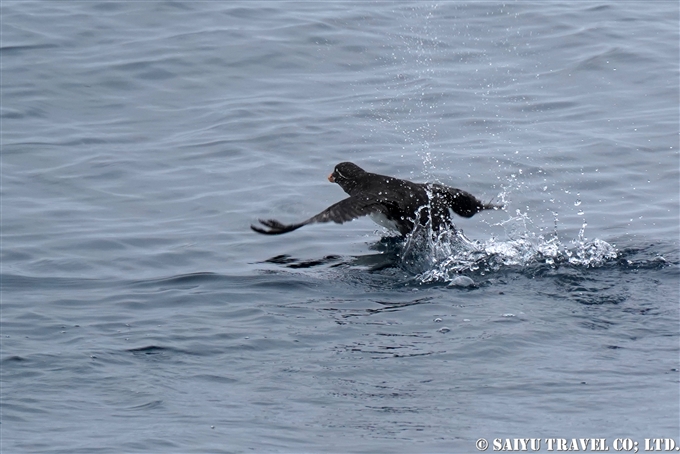 ウミオウム　Parakeet Auklet　コマンドルスキー諸島の海鳥　アリーカメン岩礁　海鳥繁殖地　Komandorski Islands Ariy Kamen ea BIrds Breedng Islands (12)