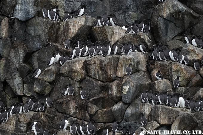 Common Guillemot ウミガラス　コマンドルスキー諸島 Komandorski Islands アリーカメン岩礁　Ariy Kamen Commander Islands ウミガラス繁殖地 (2)