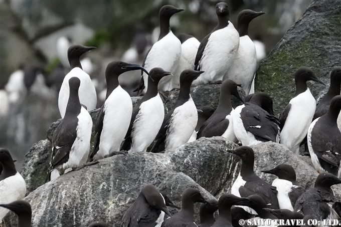 Common Guillemot ウミガラス　コマンドルスキー諸島 Komandorski Islands アリーカメン岩礁　Ariy Kamen Commander Islands ウミガラス繁殖地 (5)