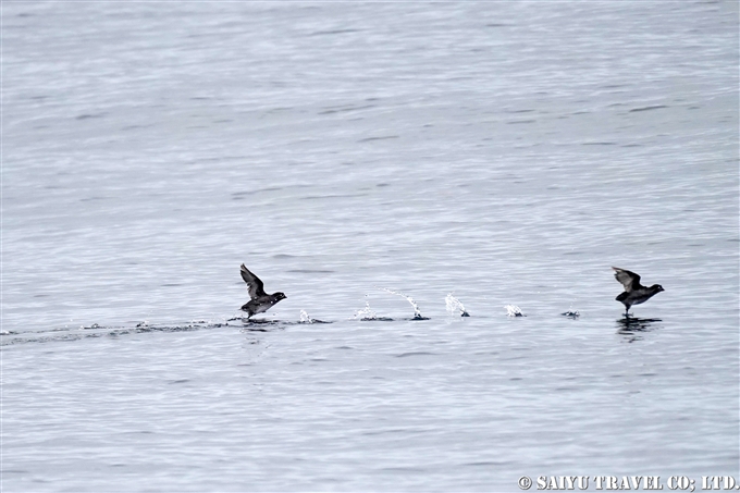 シラヒゲウミスズメ　Whiskered Auklet　コマンドルスキー諸島の海鳥　アリーカメン岩礁　海鳥繁殖地　Komandorski Islands Ariy Kamen ea BIrds Breedng Islands (13)