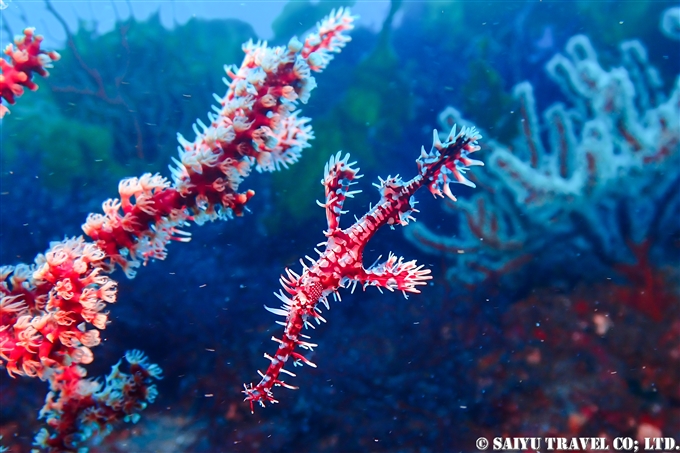 ニシキフウライウオの伊豆大島ダイビング　Diving at Izu-oshima 秋の浜 (1)