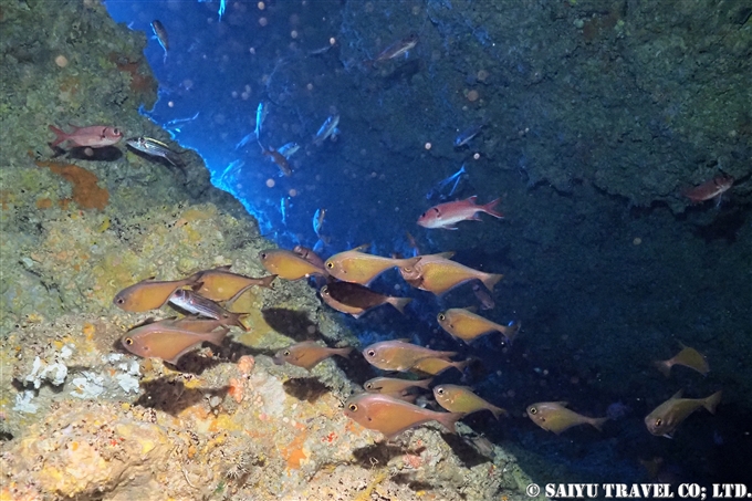 マリンレイク　下地島　ダイビング　MARINE LAKE SHIMOJI ISLAND, DIVING DIVE IN OKINAWA (2)