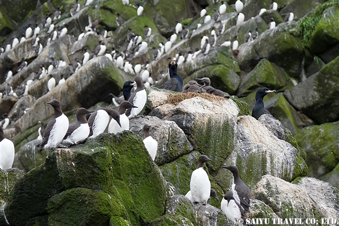 Common Guillemot ウミガラス　コマンドルスキー諸島 Komandorski Islands アリーカメン岩礁　Ariy Kamen Commander Islands ウミガラス繁殖地 (13)