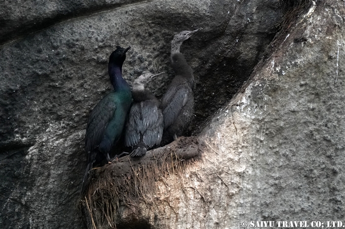 ヒメウ　Pelagic Cormorant　コマンドルスキー諸島の海鳥　アリーカメン岩礁　海鳥繁殖地　Komandorski Islands Ariy Kamen ea BIrds Breedng Islands (8)