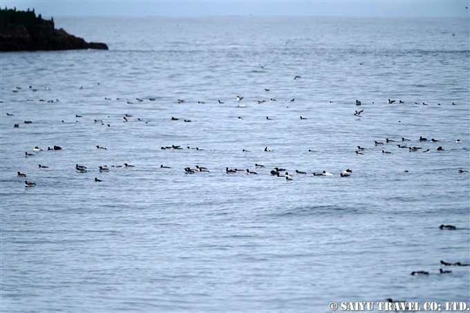 Common Guillemot ウミガラス　コマンドルスキー諸島 Komandorski Islands アリーカメン岩礁　Ariy Kamen Commander Islands ウミガラス繁殖地 (7)