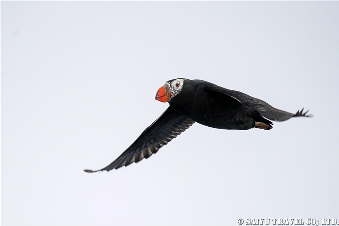 エトピリカ　Tufted Puffin コマンドルスキー諸島の海鳥　アリーカメン岩礁　海鳥繁殖地　Komandorski Islands Ariy Kamen ea BIrds Breedng Islands (10)