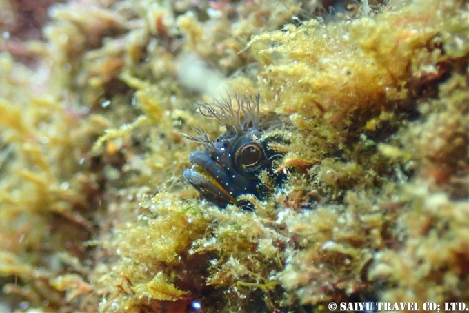 コケギンポ　伊豆大島ダイビング　Diving at Izu-oshima 王の浜