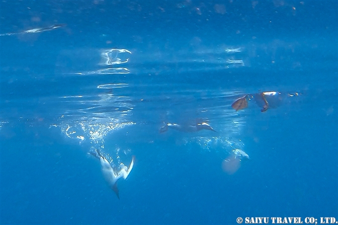 水中のウミガラス Common Guillemot under water　Common Guillemot ウミガラス　コマンドルスキー諸島 Komandorski Islands アリーカメン岩礁　Ariy Kamen Commander Islands ウミガラス繁殖地 (1)