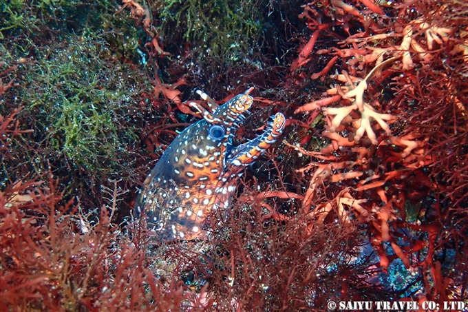 トラウツボ　Dragon Moray 伊豆大島ダイビング　秋の浜　Diving at Izu-oshima (2)