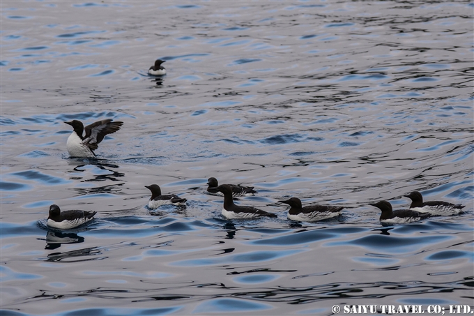 Common Guillemot ウミガラス　コマンドルスキー諸島 Komandorski Islands アリーカメン岩礁　Ariy Kamen Commander Islands ウミガラス繁殖地 (9)