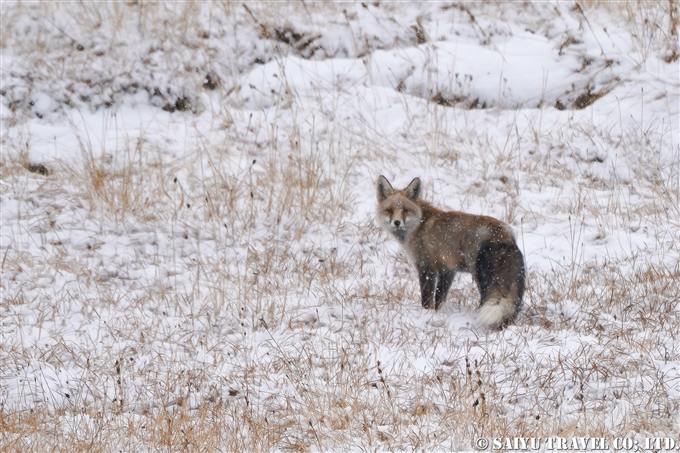Red Fox Deosai National Park Pakistan アカギツネ　デオサイ国立公園 (3)