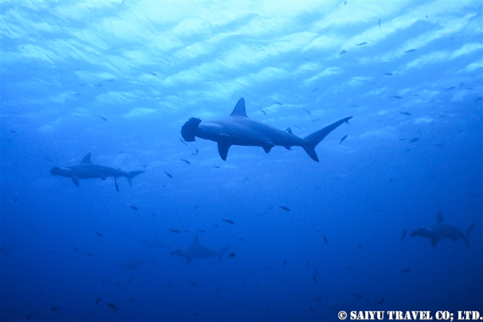 ハンマーヘッドシャーク　ケイカイ浜　伊豆大島　Hammerhead Shark Izu Oshima keikai Beach (3)