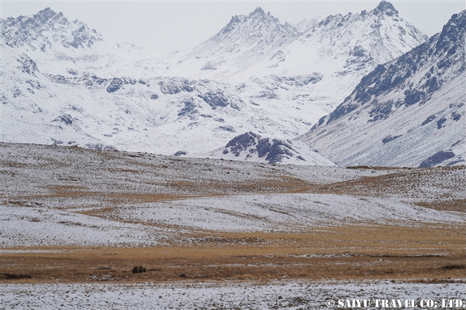 Himalayan Brown Bear Deosai National Park Pakistan ヒマラヤヒグマ　デオサイ国立公園 (6)