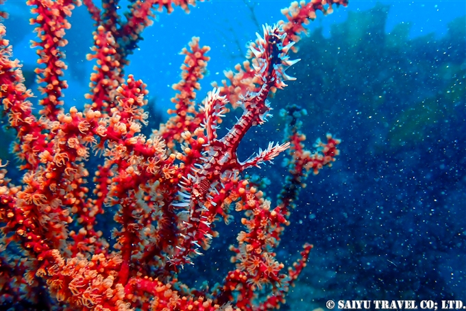 ニシキフウライウオの伊豆大島ダイビング　Diving at Izu-oshima 秋の浜 (2)