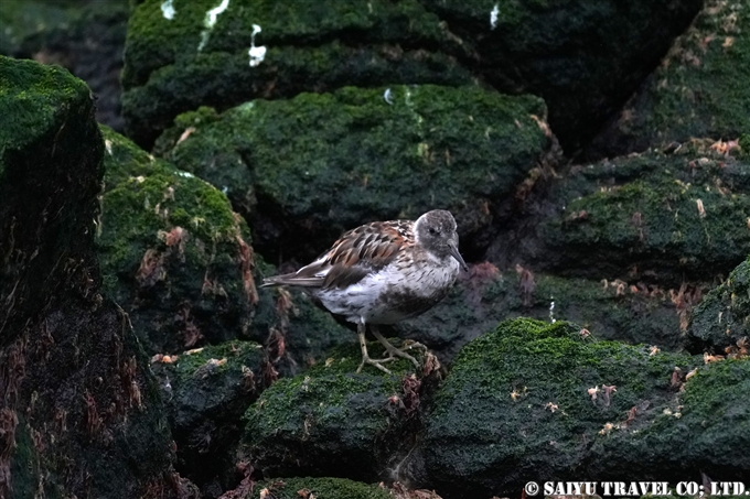 チシマシギ　Rock Sandpiper　コマンドルスキー諸島の海鳥　アリーカメン岩礁　海鳥繁殖地　Komandorski Islands Ariy Kamen ea BIrds Breedng Islands (5)