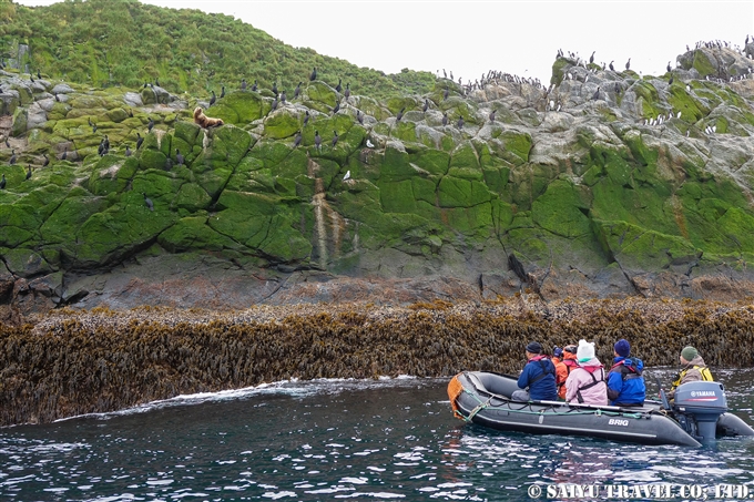 コマンドルスキー諸島の海鳥　アリーカメン岩礁　海鳥繁殖地　Komandorski Islands Ariy Kamen ea BIrds Breedng Islands (20)