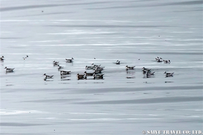 ハイイロヒレアシシギ　Red phalarope　コマンドルスキー諸島の海鳥　アリーカメン岩礁　海鳥繁殖地　Komandorski Islands Ariy Kamen ea BIrds Breedng Islands (14)